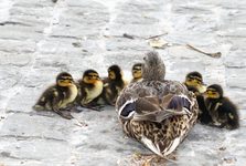 Strážníci převedli kachní rodinku přes rušnou komunikaci Kladna, ta zamířila do nádrže v nemocnici Strážníci převedli kachní rodinku přes rušnou komunikaci Kladna, ta zamířila do nádrže v nemocnici